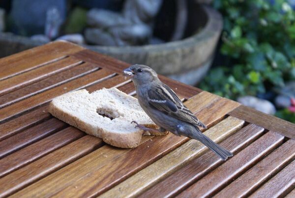 Hongerige mus op straat.</h1/>
