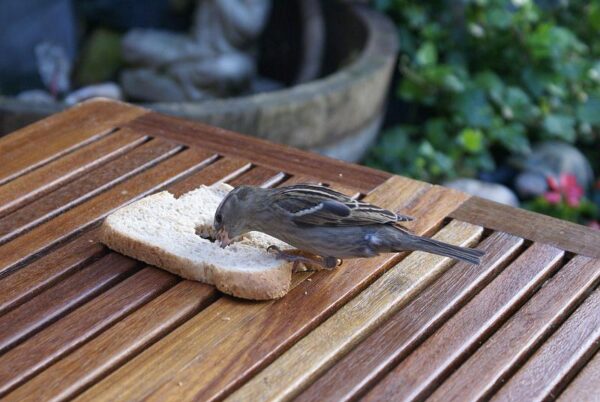 Mus kijkt hongerig om zich heen.