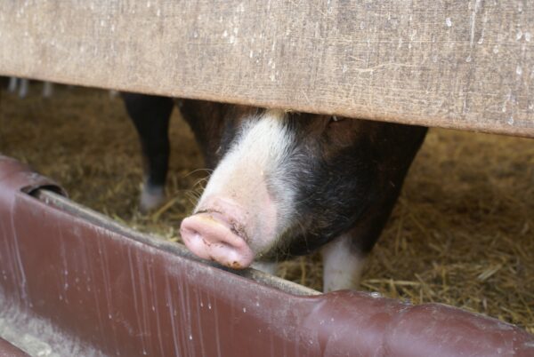 Varkensneus op geitenboerderij Ridammerhoeve.