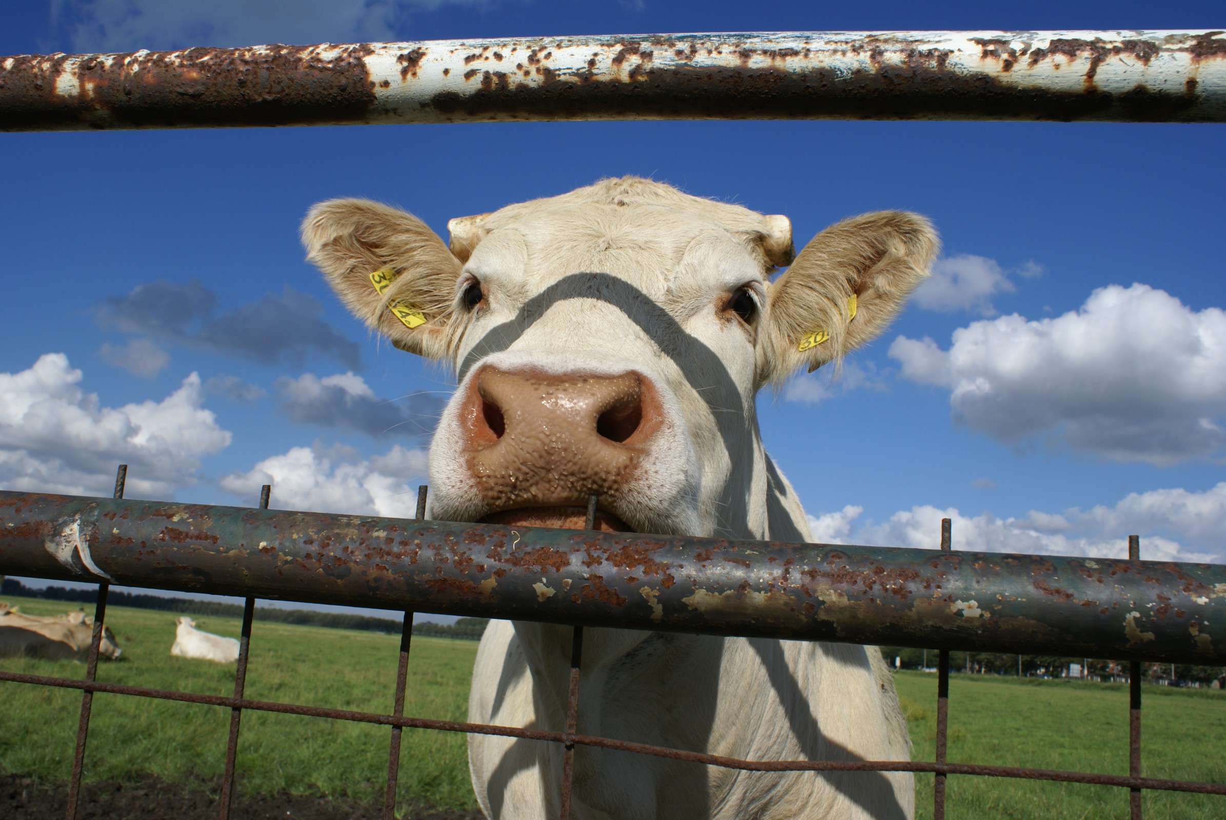 Nieuwsgierige koe observeert, gevolgd door de kudde.