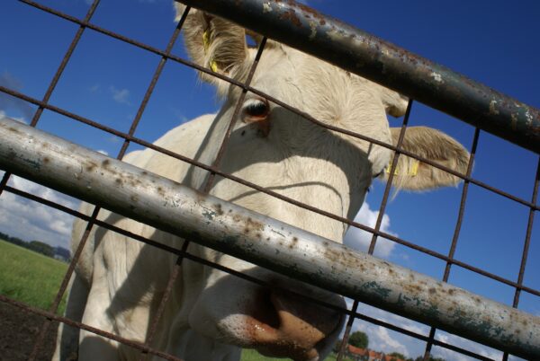 Nieuwsgierige koe kijkt naar de fotograaf, gevolgd door de kudde.