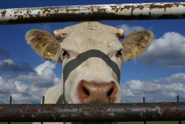 Nieuwsgierige koeien kijken toe.