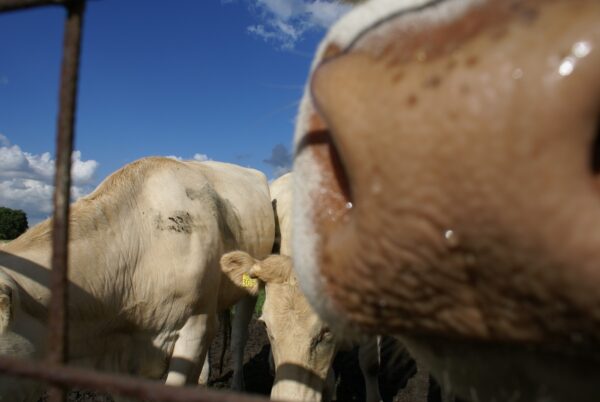 Nieuwsgierige koeien kijken toe.