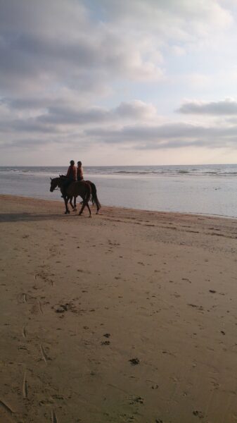 Paarden op strand Wijk aan Zee bij zonsondergang.