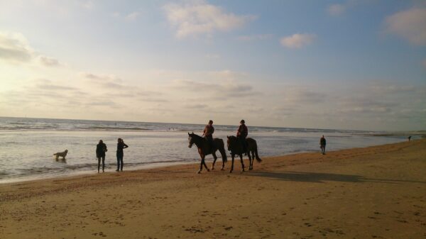 Paarden op het strand bij Wijk aan Zee bij zonsondergang.