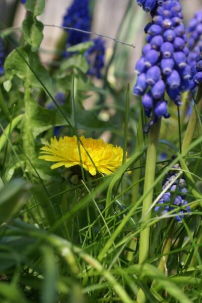 Paardenbloem en Blauw druifje