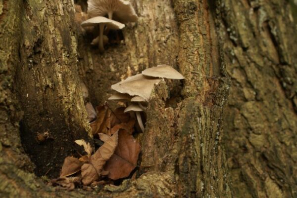 Paddenstoelen in een boom