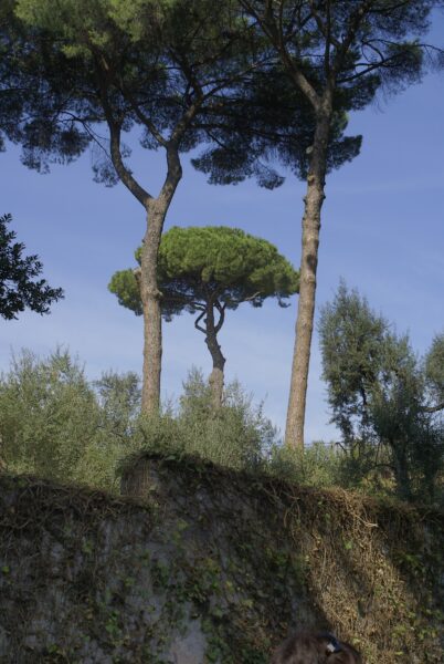 Palatijn, Rome: uitzicht op de stad.