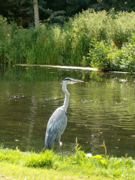Reiger bij sloot, Amsterdamse Bos.