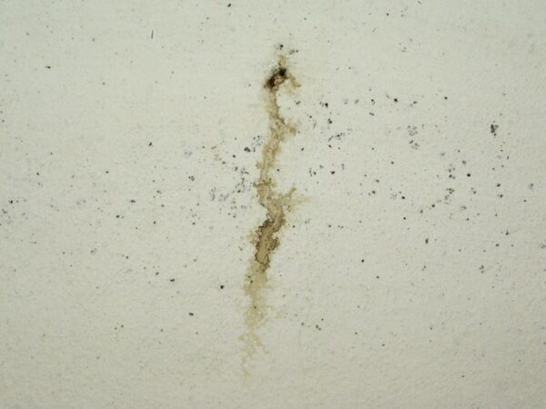 Mug doodgeslagen met vliegenmepper.