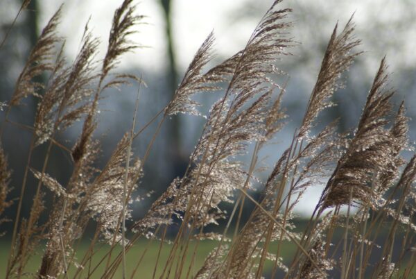 Wuivend riet aan de Poel in Amstelveen.