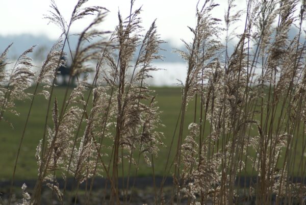 Riet aan de Poel in Amstelveen.