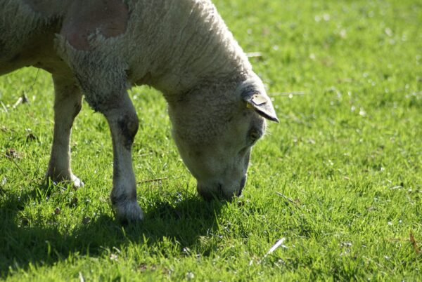 Schaap eet gras
