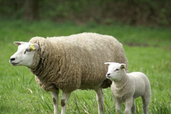 Schaap en lammetje