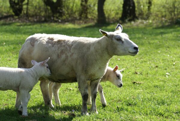 Schaap en lammetjes