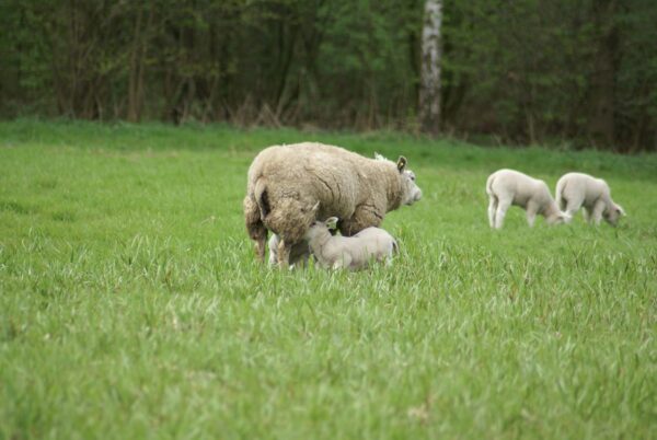 Schaap en lammetjes