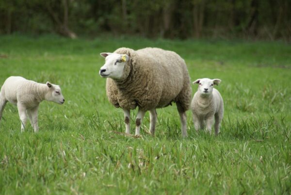 Schaap en lammetjes