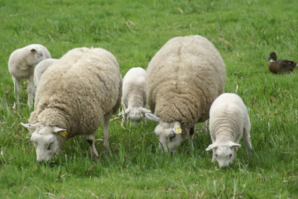 Schapen en lammetjes