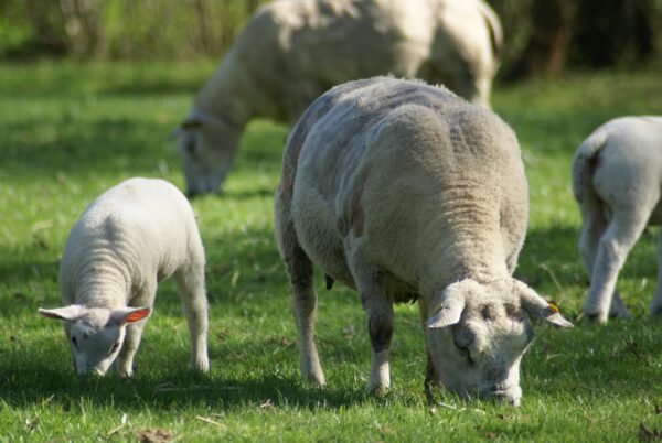 Schapen en lammetjes