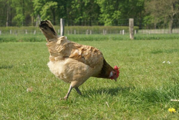 Loslopende haan op geitenboerderij Ridammerhoeve.