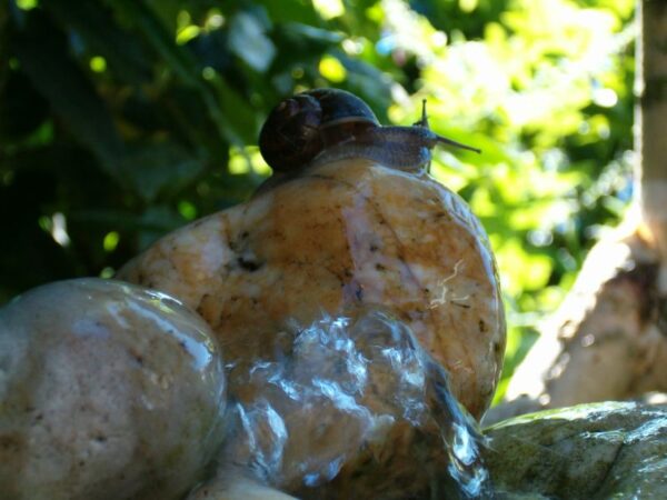 Slak op steen in vijver.