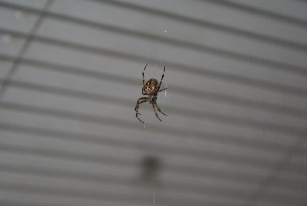 Vrolijke verrassing naast het bed.