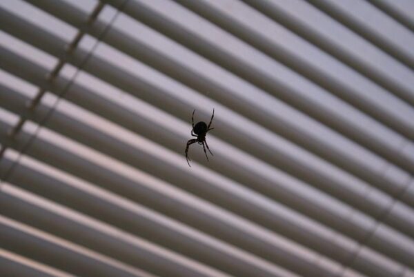 Verrassing naast het bed, ochtend.