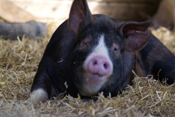 Varken in stal op geitenboerderij De Ridammerhoeve.