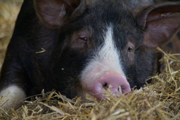 Varken in stal op geitenboerderij De Ridammerhoeve.