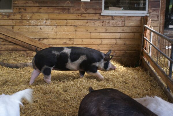 Varkens in stal, geitenboerderij Ridammerhoeve.