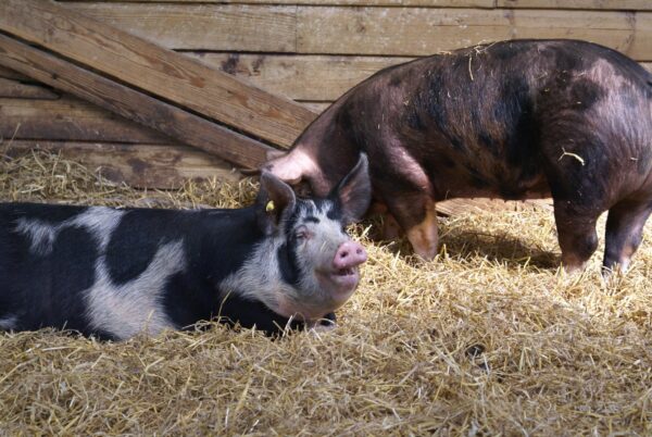 Varkens in stal, geitenboerderij Ridammerhoeve.