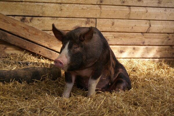 Varkens in stal op De Ridammerhoeve.