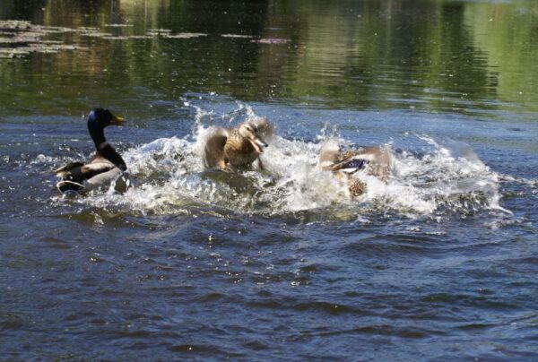 Drie eenden vechten op water.