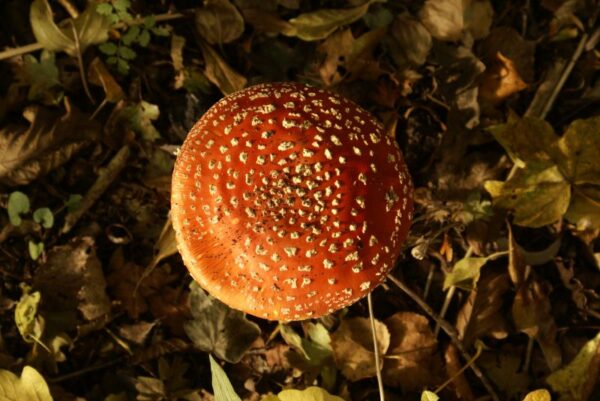 Rode en witte vliegenzwam op een ondergrond.