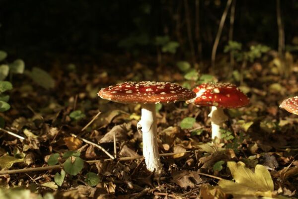 Rode en witte vliegenzwammen op een ondergrond.