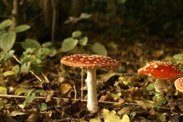 Rode en witte vliegenzwammen op een ondergrond.