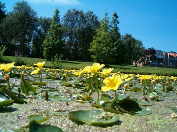 Watergentianen in Amstelveen, juli 2006.