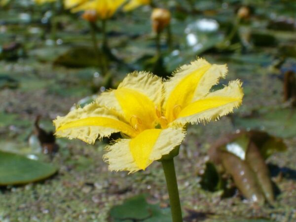 Watergentianen in Amstelveen, juli 2006.