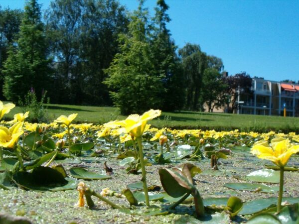 Watergentianen in Amstelveen, juli 2006.