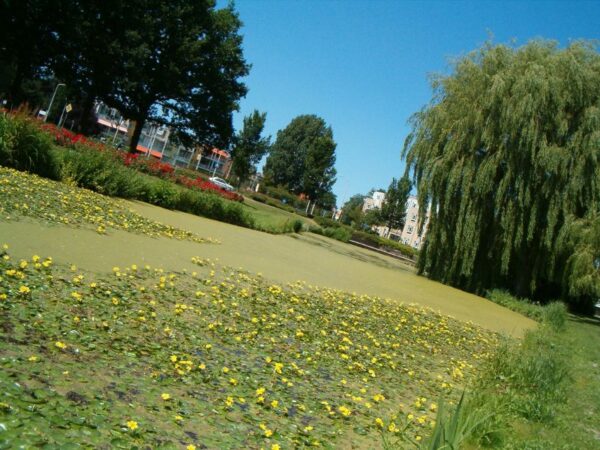 Watergentianen in Amstelveen, juli 2006.