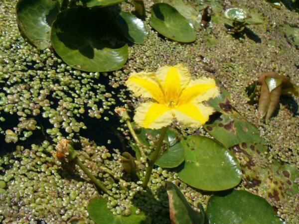 Watergentianen in Amstelveen, juli 2006.