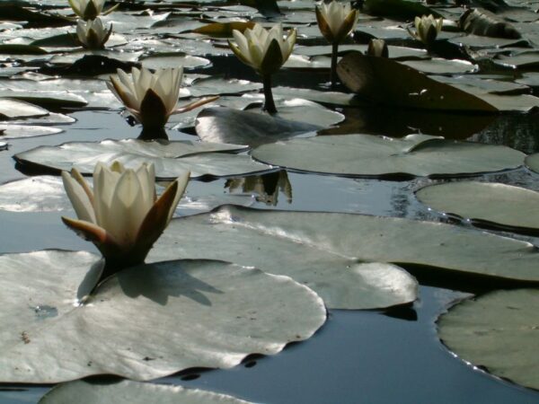 Waterlelie