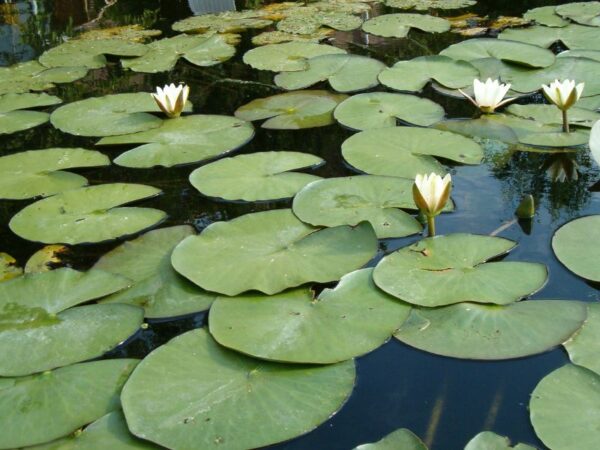 Waterlelie