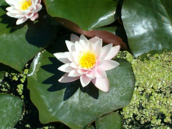 Waterlelies in sloot, Amstelveen, juli 2006.