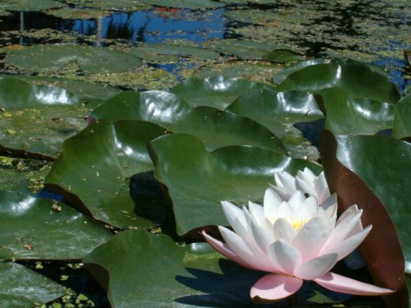 Waterlelies in sloot, Amstelveen, juli 2006.