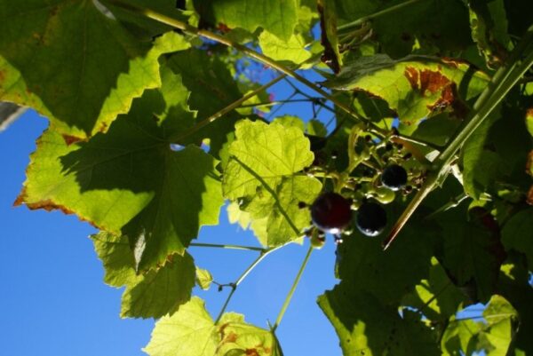 Druivenplant in de tuin.