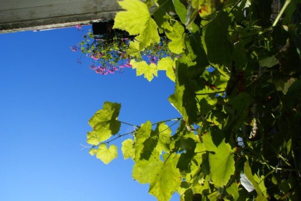 Druivenplant in de tuin.