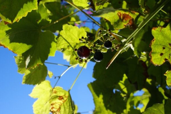 Druivenplant in de tuin.