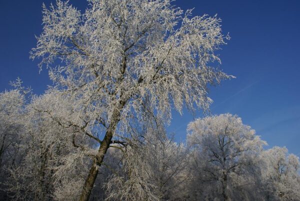 Bevroren landschap: winterse natuurfotografie.