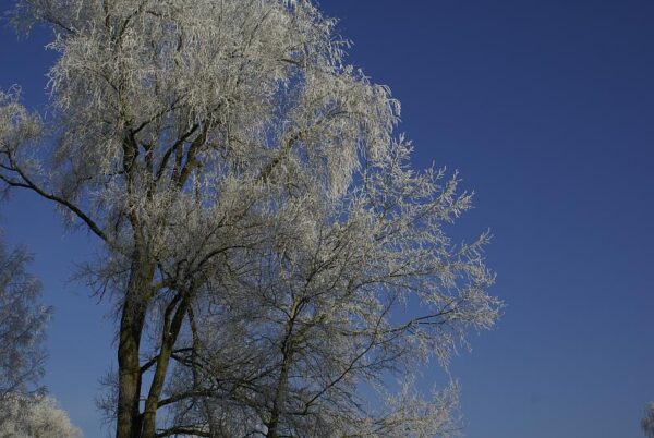 Bevroren landschap, winterse natuur.